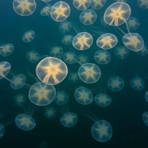 A stunning bloom of moon jellies in Newport Harbor, displaying their translucent bodies in the water.